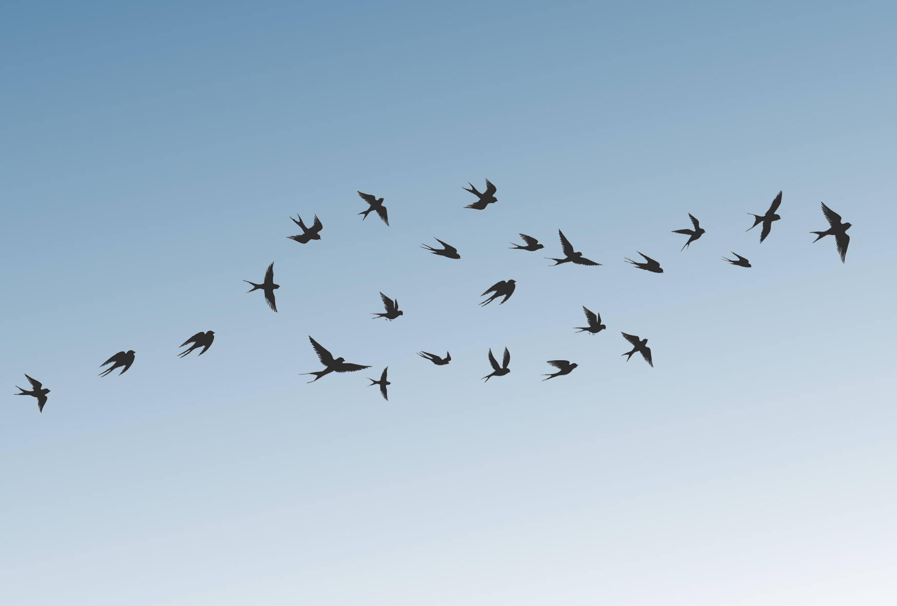 Zomervogels zwaluwtrek Zwaluwen vliegen weg